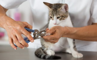 cat nails being trim by vet