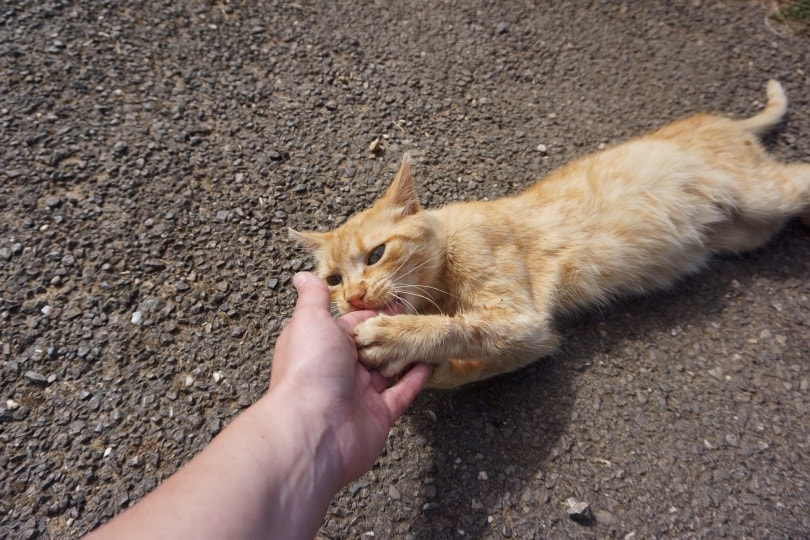 cat nibbling on humans hand