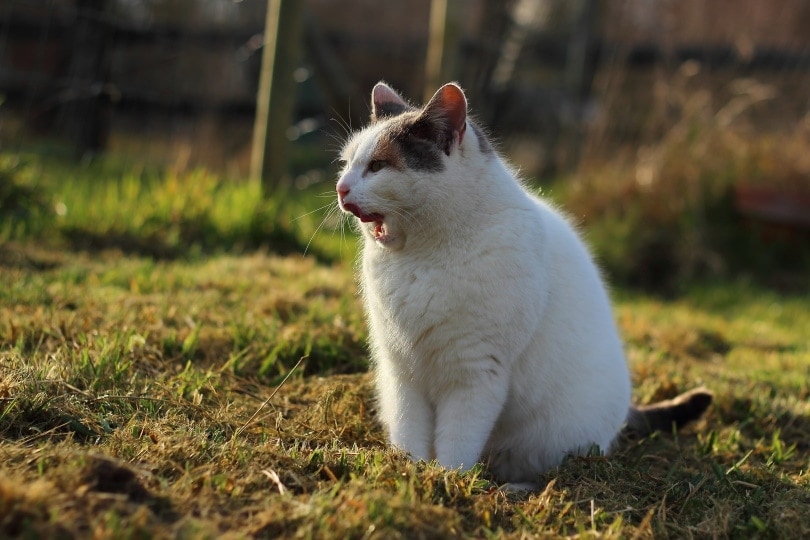 cat on the grass meowing