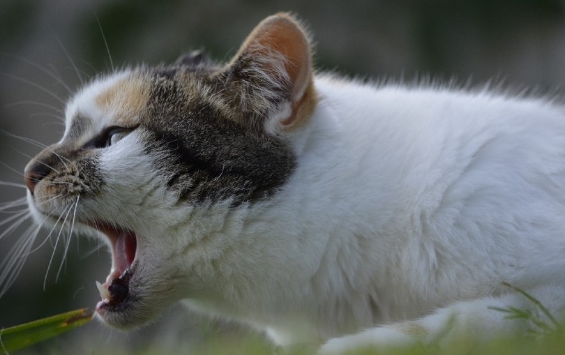cat outdoors with mouth open