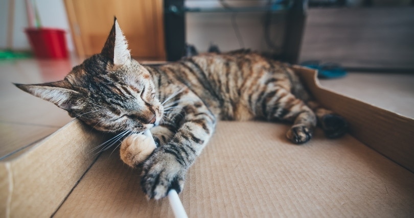 cat playing cardboard