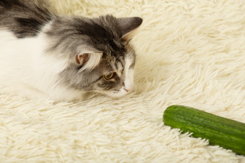 cat playing cucumber