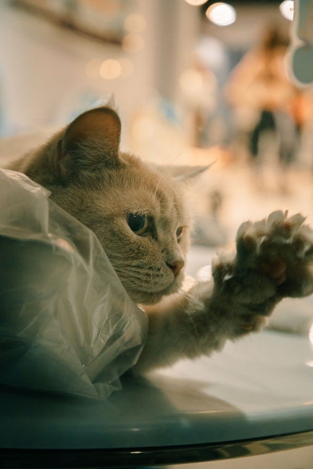 cat playing with plastic