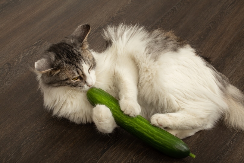 cat plays with cucumber