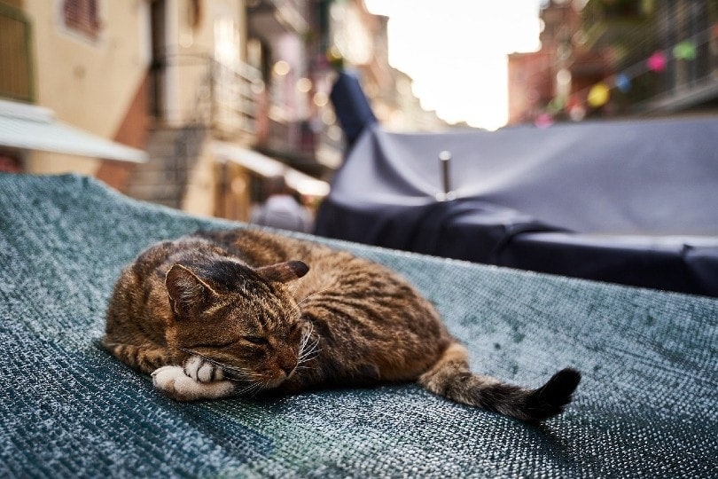 cat resting on roof