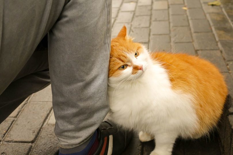 cat rubbing face on man's leg