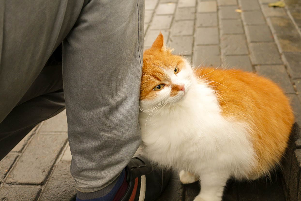 Why Do Cats Rub Against Your Legs? Feline Pheromones Explained Hepper