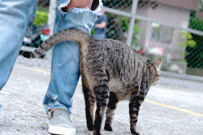 cat rubbing its body the owner