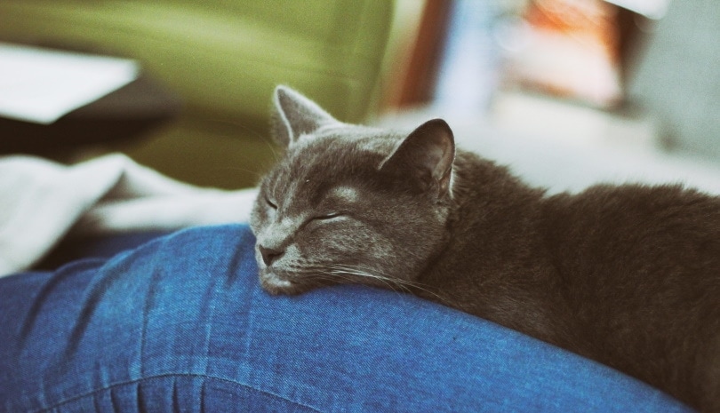 cat rubbing its face to owner