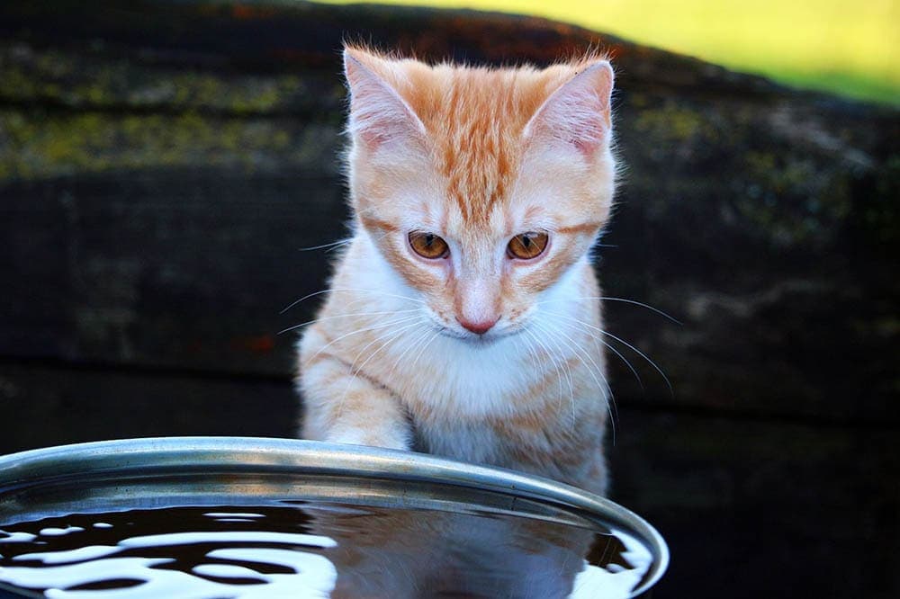 cat scared of the water
