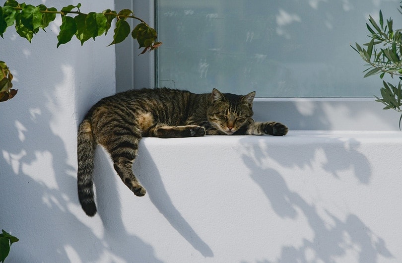 cat side sleeping by the window