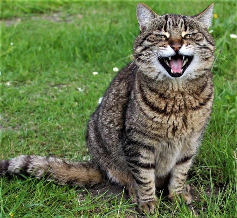 cat sitting on the grass