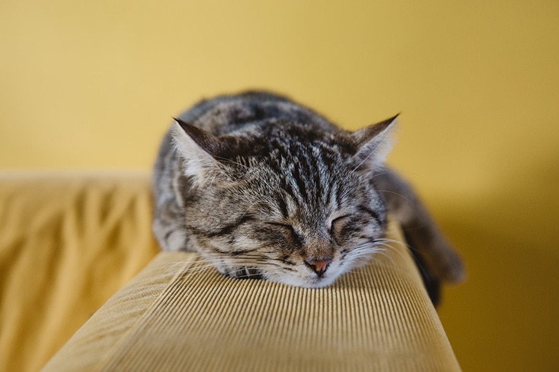 con mèo ngủ trên đi văng