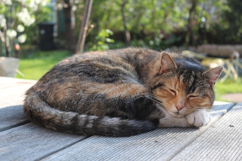 cat sleeping outside