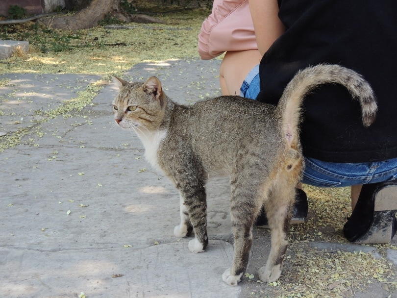 cat standing beside owner