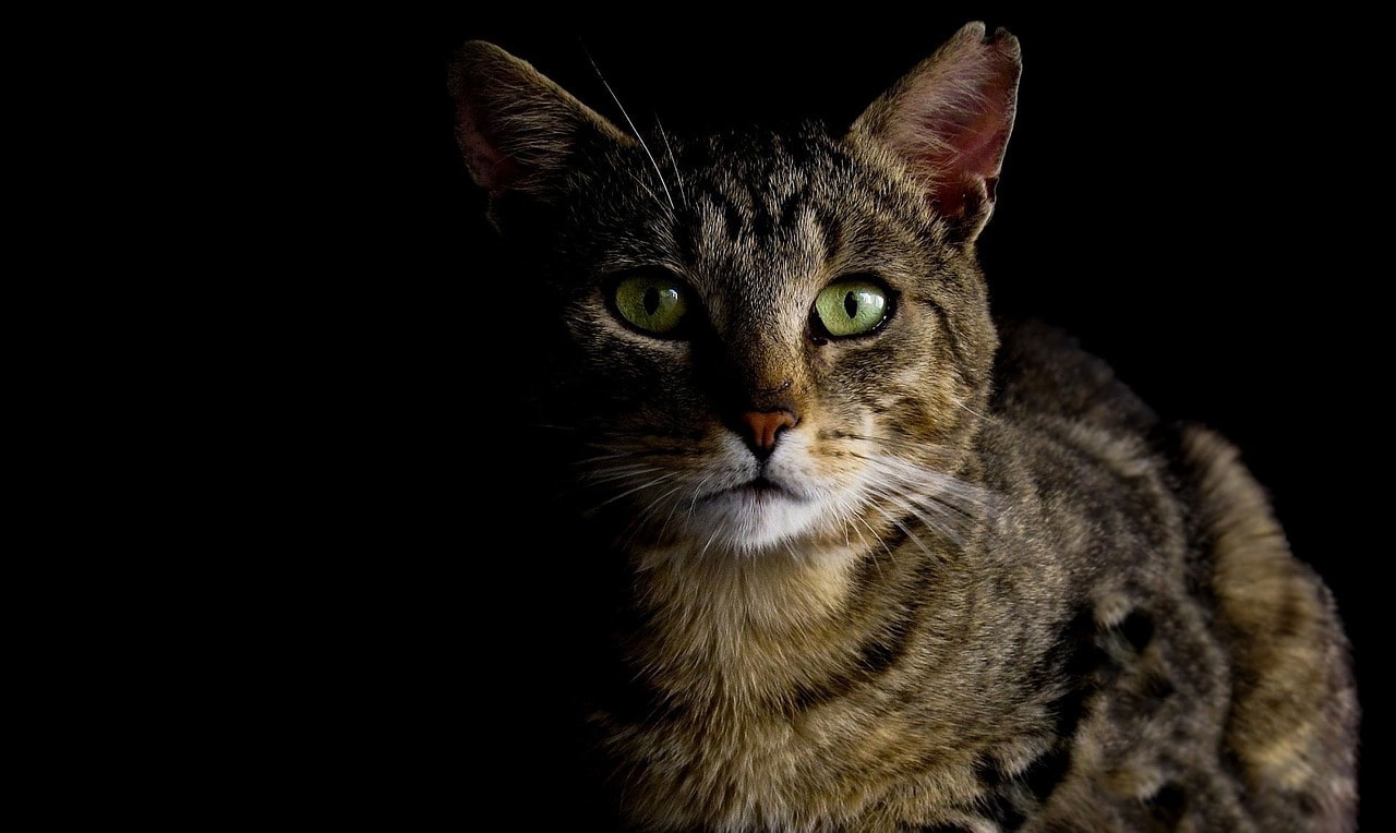 cat staring with glowing eyes in the dark