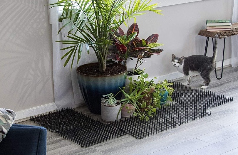 cat staying away from plant because of scratch mat