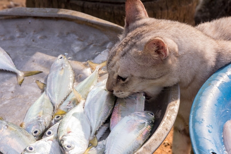 mèo trộm cá ở chợ