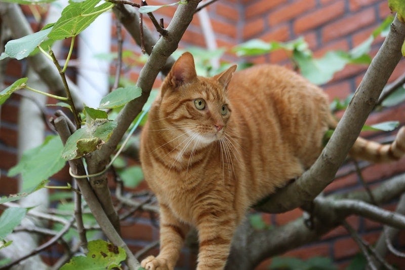 cat stuck in tree