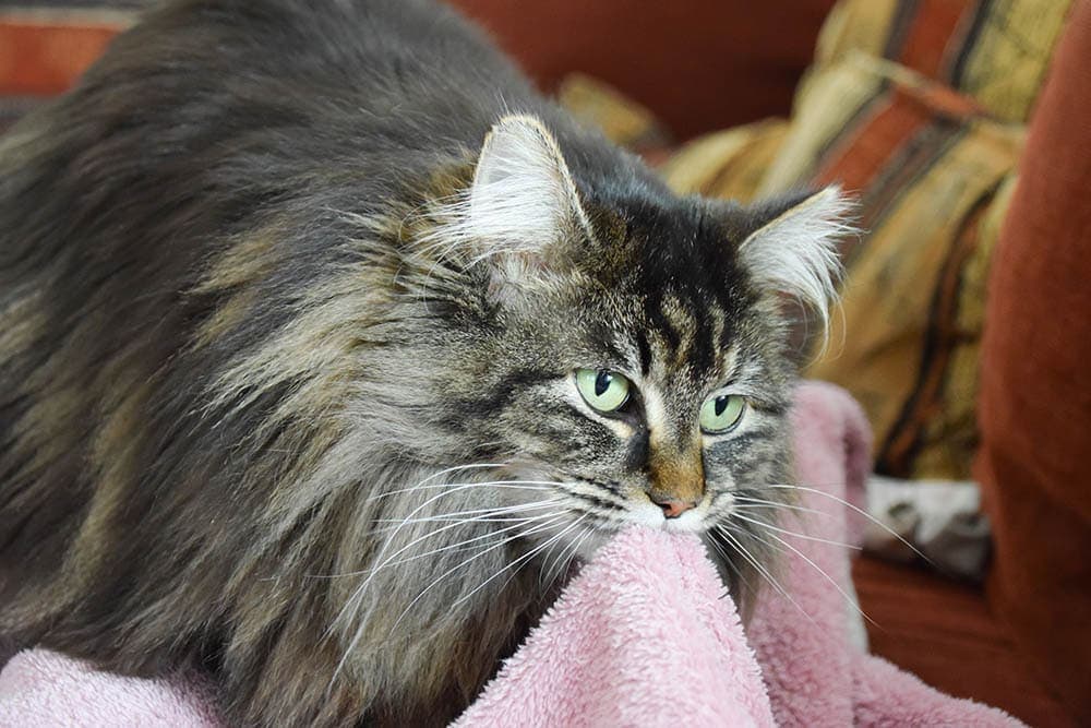 Cat sucking a blanket