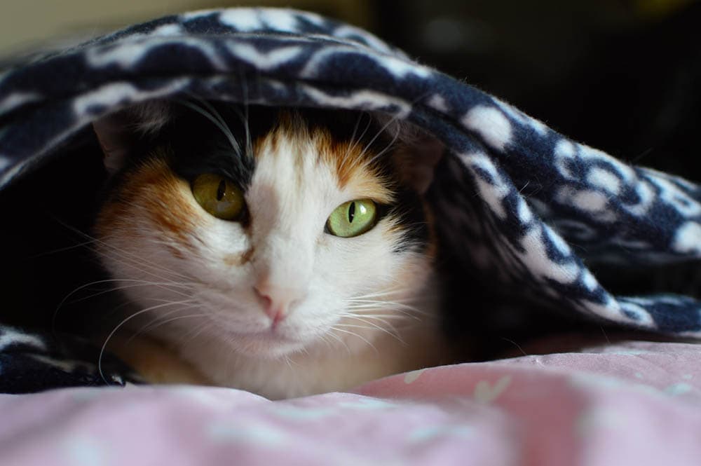 con mèo dưới chăn
