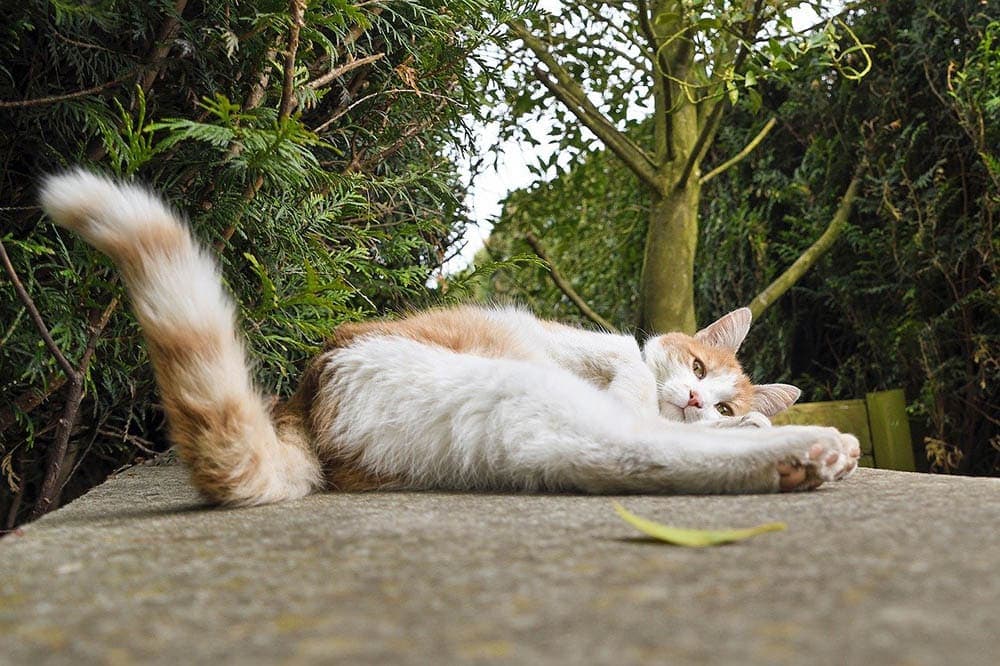 cat wagging its tail while lying