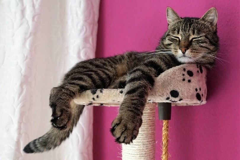 cat wagging its tail while sleeping