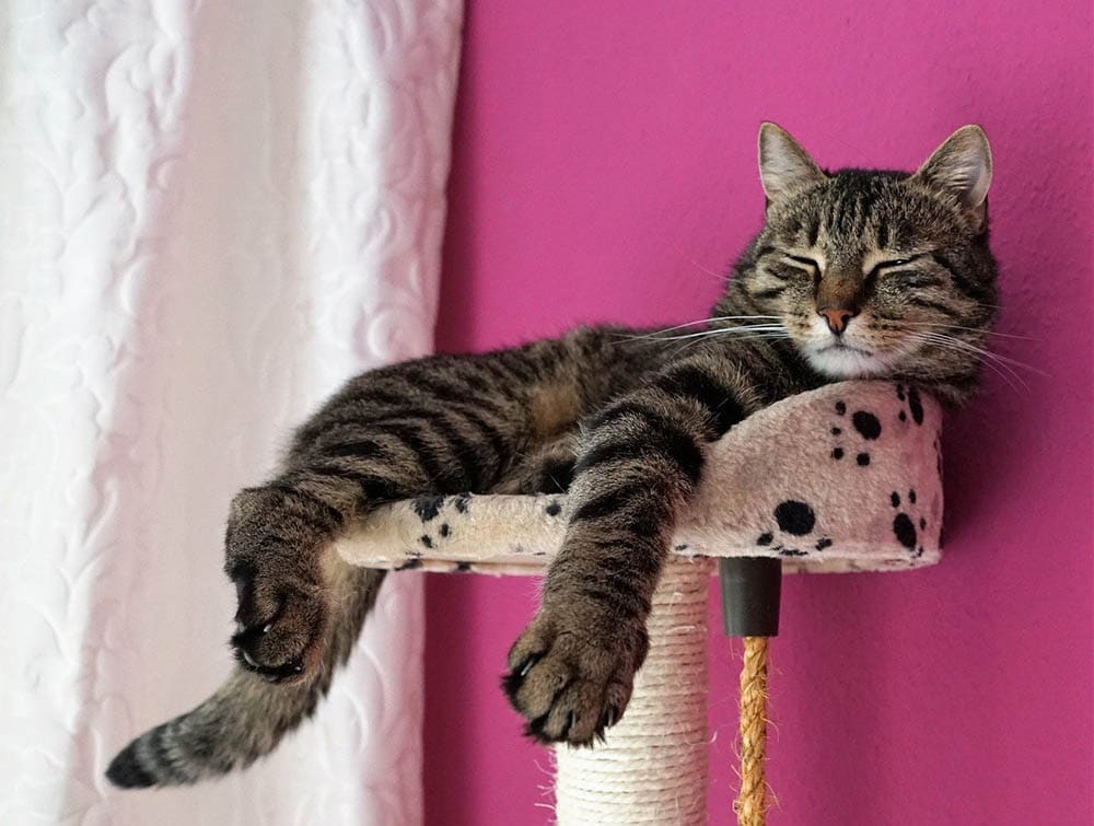 cat wagging its tail while sleeping