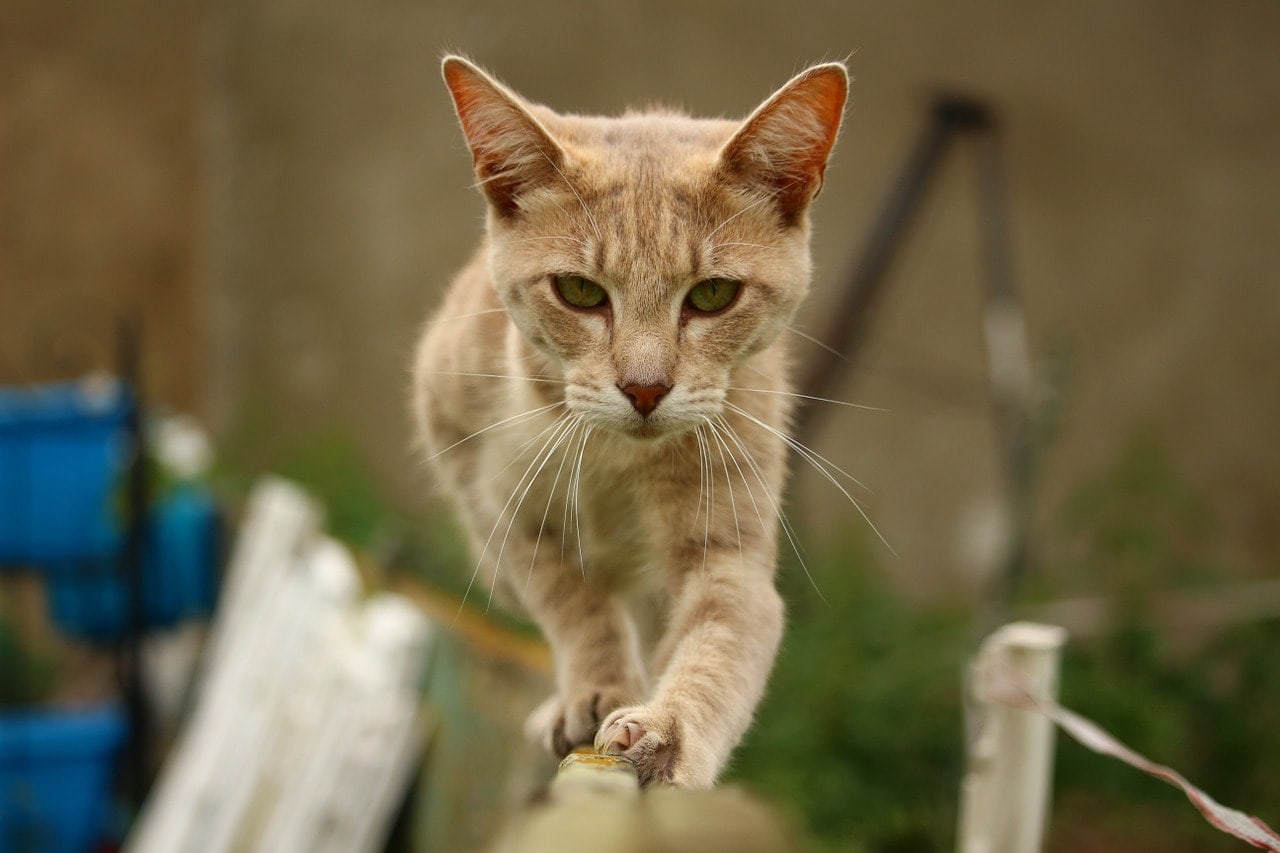 cat walking in the fence