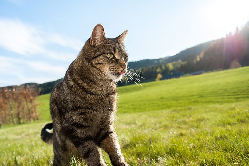cat walking in the field exposed in sunlight