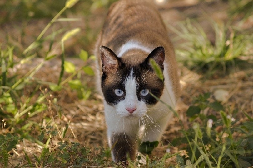 cat walking in the wild