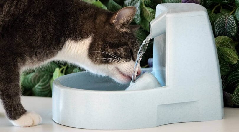 cat-water-fountains