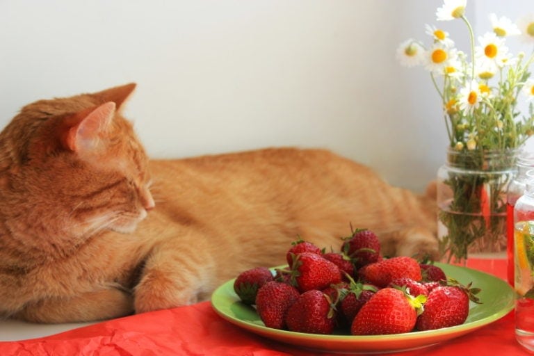 10 Smells That Attract Cats Vet Approved Scents Your Kitty Will Love