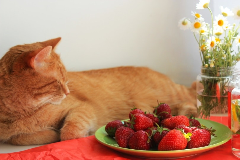 cat with flower ans strawberries