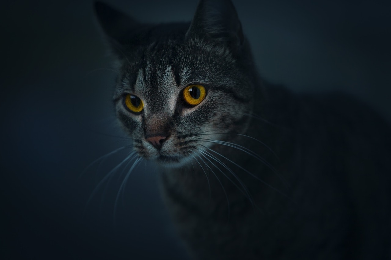 cat with glowing eyes