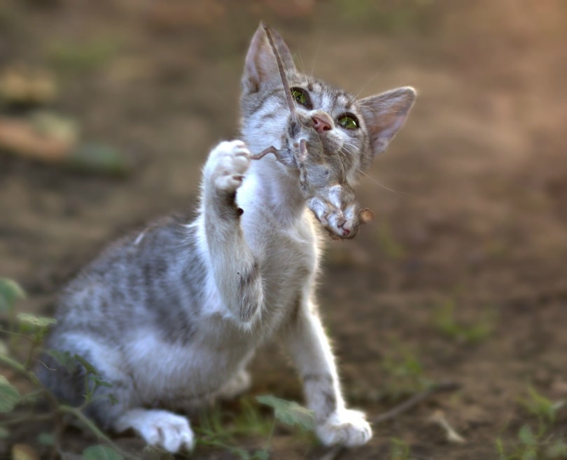 cat with mouse on his mouth