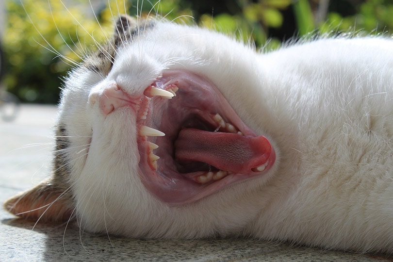 cat yawning showing its teeth