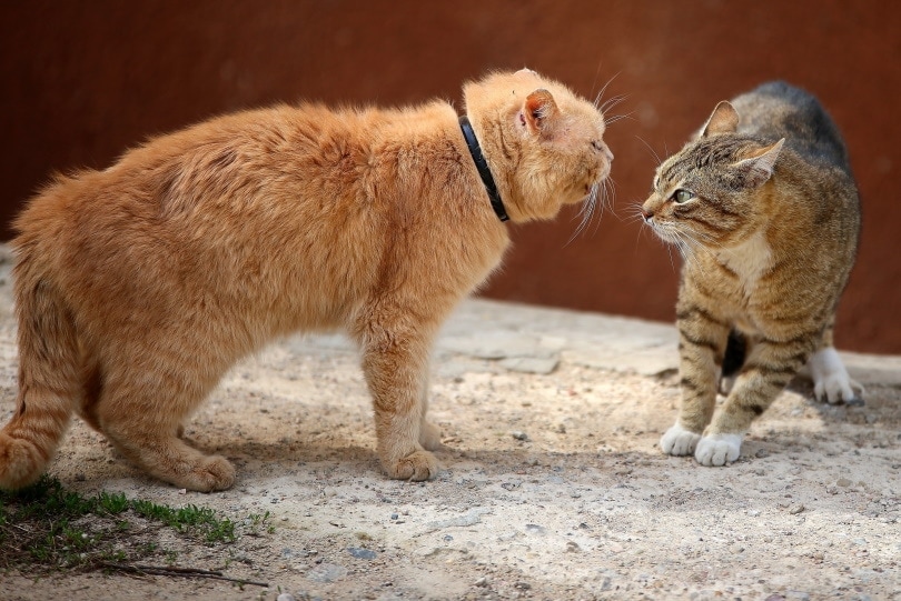 cats fighting