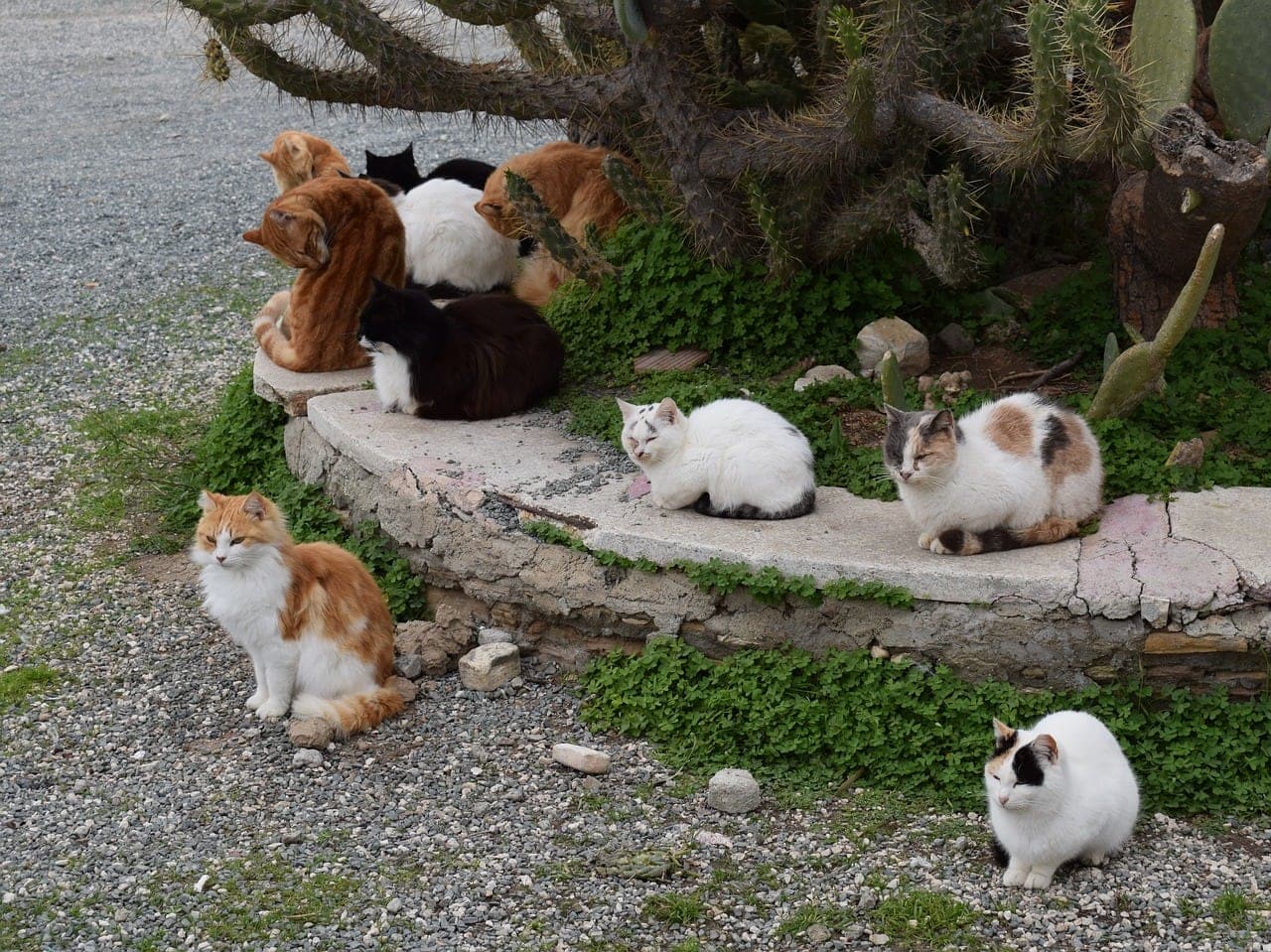 group of cats