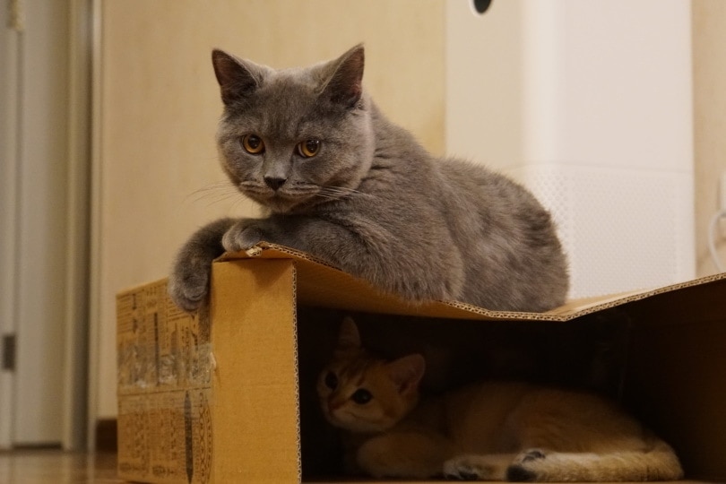 cats playing box