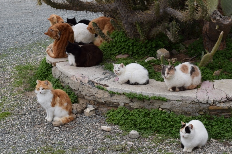 Unos cuántos gatos junto a un árbol.