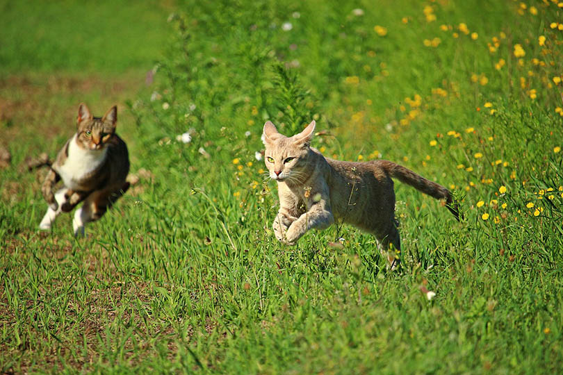 cats running