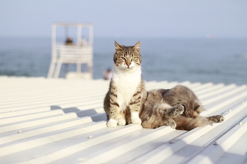 cats sunbathing on a roof by the beach