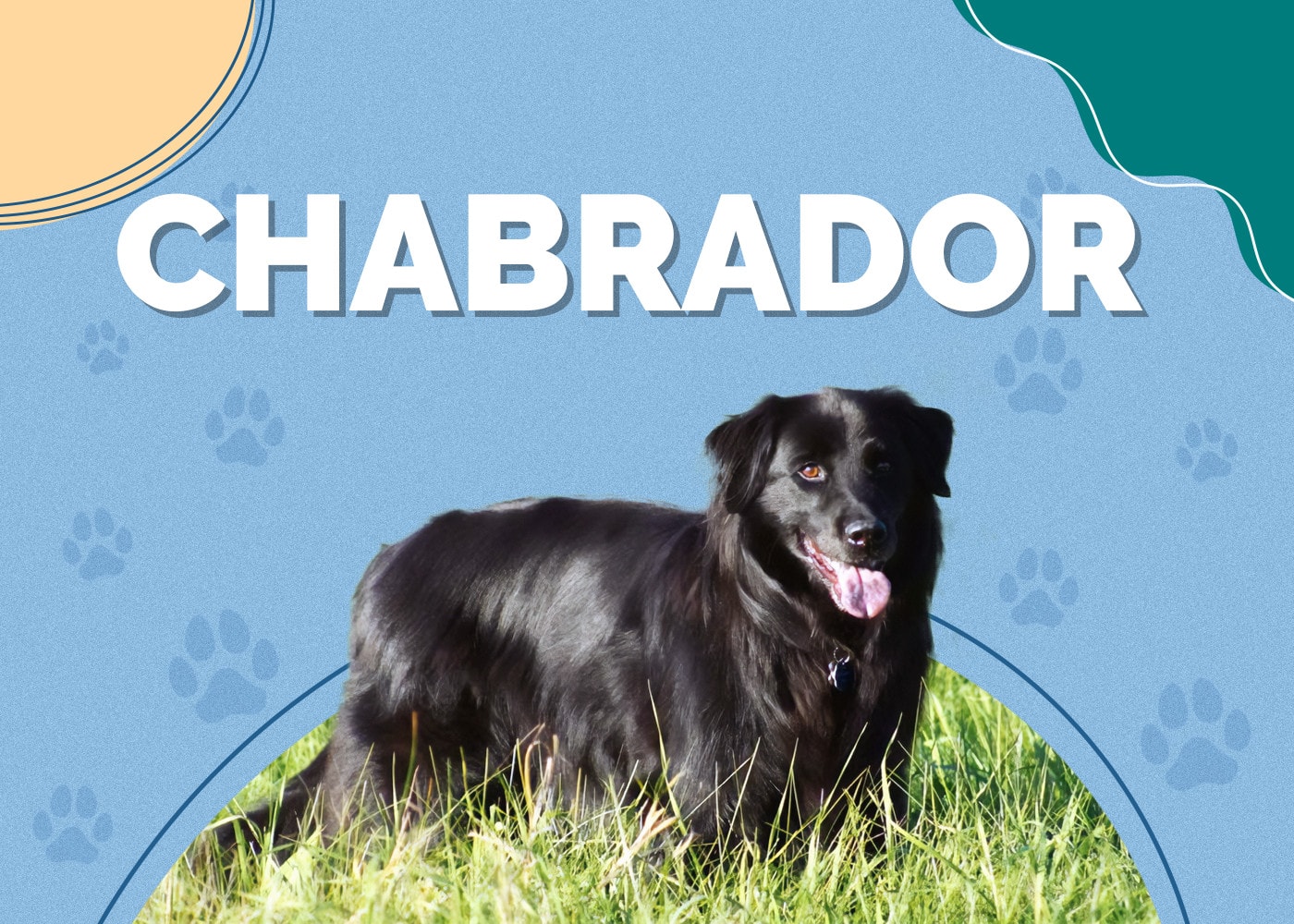 Chabrador (Chow Chow & Lab Mix)
