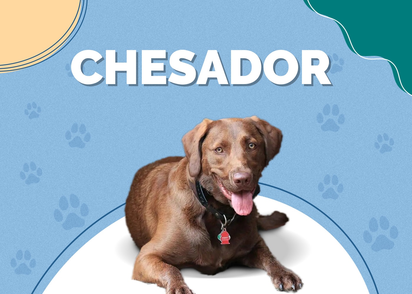 Chesador (Chesapeake Bay Retriever & Lab Mix)