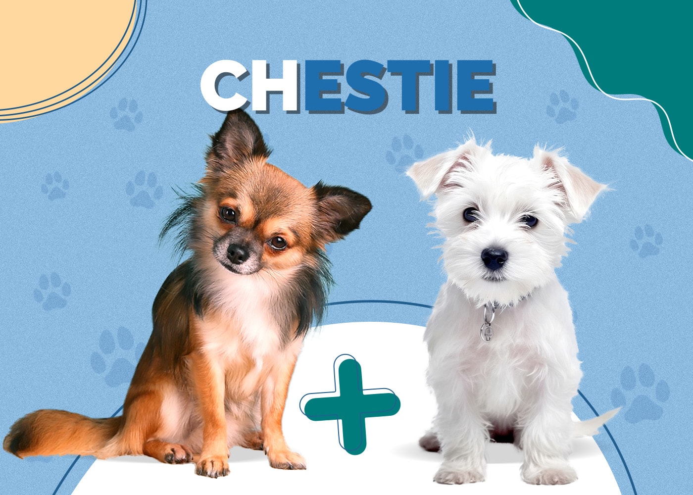 Chestie (Chihuahua & Westie Mix)