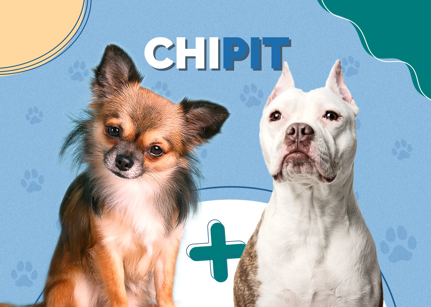 Chipit (Pitbull & Chihuahua Mix)