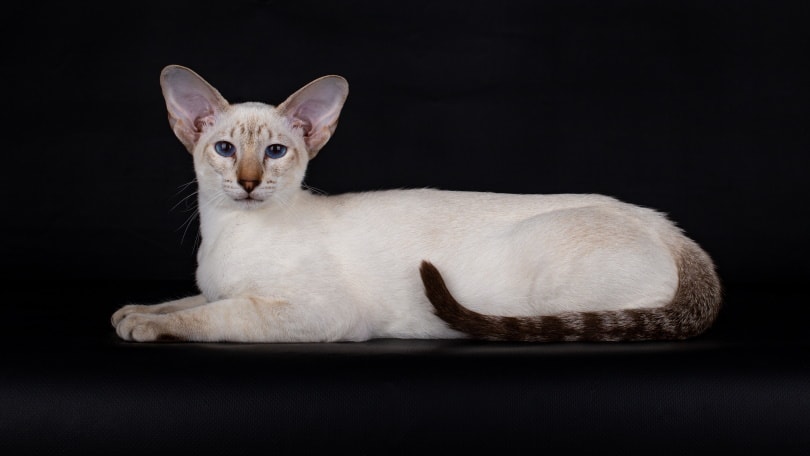 chocolate tabby point siamese