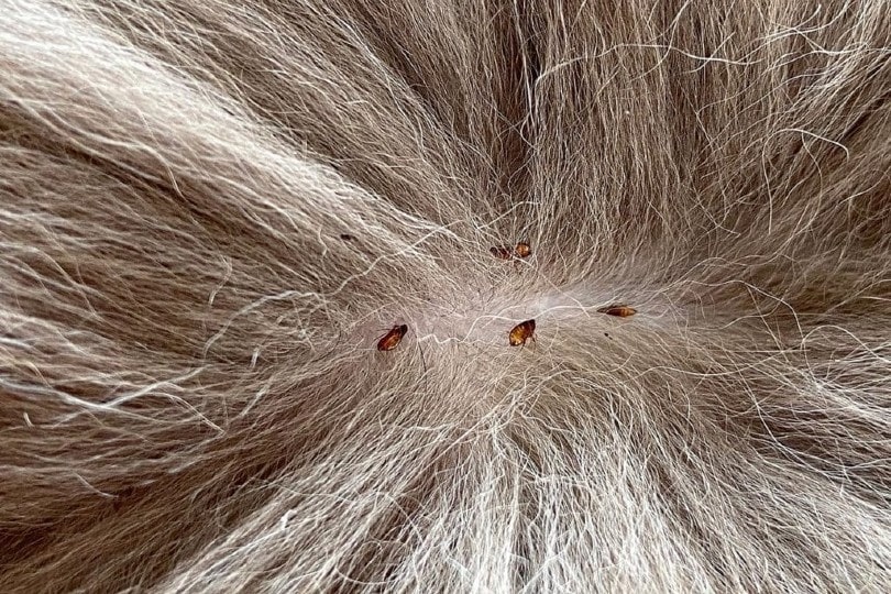 close up fleas on cat