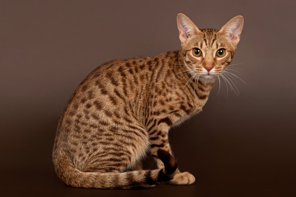 9 Spotted Cat Breeds With Info Pictures Hepper Pet Resources